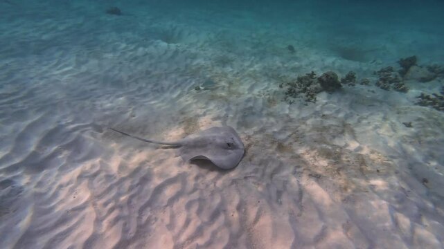Haller's round ray glides slowly on the sandy ocean floor at Tsuuk Akumal Natural Park, Mexico