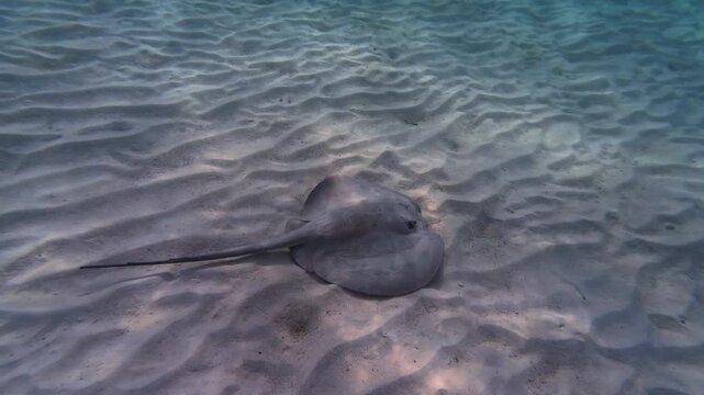 Round stingray glides slowly on the sandy ocean floor at Tsuuk Akumal Natural Park in Akumal, Mexico