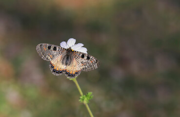 False Apollo butterfly (Archon apollinus) on plant