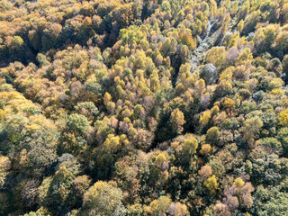Aerial view of a lush forest showcasing vibrant autumn colors with shades of orange, yellow, and green
