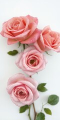 Three dewy roses, pristine white background, elegance, still life
