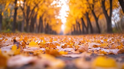 Vibrant Autumn Pathway Covered in Leaves with Trees in Bright Yellow and Orange Tones Creating a Scenic Nature Landscape