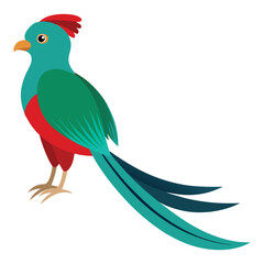 Quetzal bird illustration 