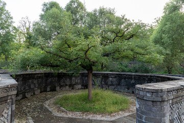 Yellow flower maze at the Western Tower site of the Old Summer Palace in Beijing, China