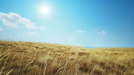 Golden grassy field under a bright summer sun for agricultural marketing banners.