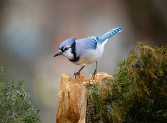 Fototapeta premium blue jay on perch looking down