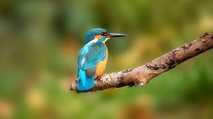 Kingfisher (Alcedo atthis) perched on branch showing back and head of bird