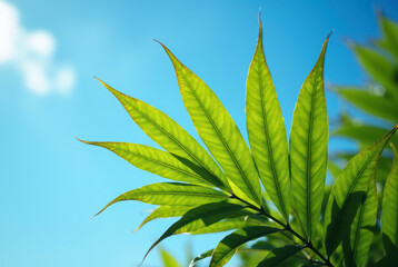 Obraz premium Green leaves against a blue sky with clouds