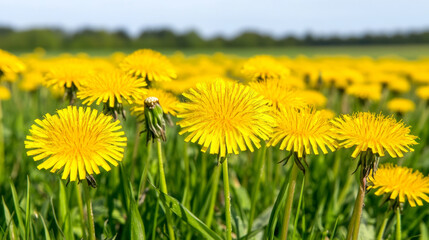 Obraz premium Vibrant yellow dandelions flowering amid lush green meadow grass, soft background blending sunlight and pastoral landscape