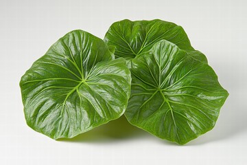 Obraz premium Lush Green Elephant Ear Plant Leaves