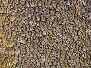 Bark of a trunk of a big oak in the wood