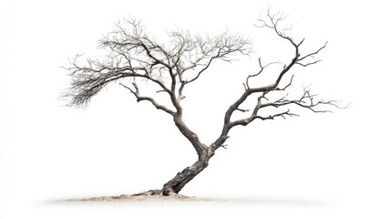 Obraz premium Lonely and gnarled dead tree with twisted branches isolated on white background symbolizing decay and resilience in nature