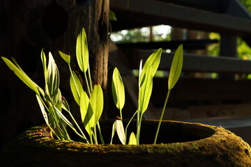 Echinodorus cordifolius in glazed water jar with baked clay