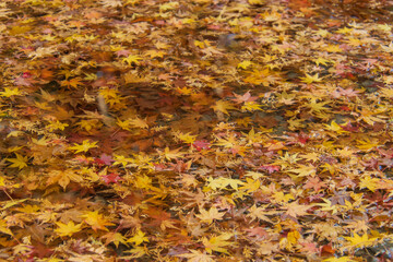 川にうかぶもみじ