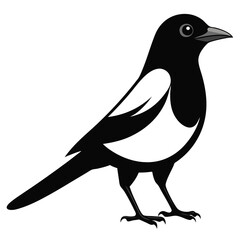 magpie robin bird on a white background