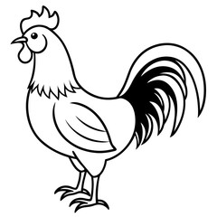 rooster isolated on white background