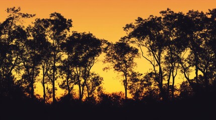 Silhouette of trees against a golden sunset sky in a drought-affected forest landscape reflecting nature's stark beauty