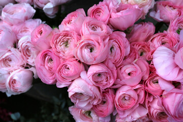 Bouquet de renoncules roses fraiches en vente chez un fleuriste