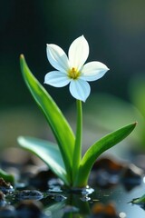 Fototapeta premium White flower with six petals, drooping from stem, frozen water, leucojum vernum, delicate bloom