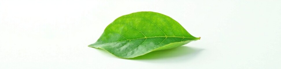 Single green leaf isolated against a white background with subtle texture, , nature