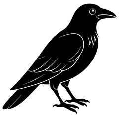 crow on a branch