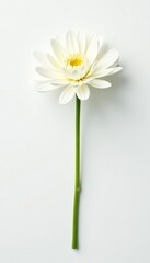 Obraz premium Delicate white chrysanthemum flower with slender stem on a crisp white background, Simple, Botanicals