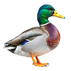 Obraz premium Mallard duck isolated on transparent background