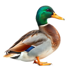 Obraz premium Mallard duck isolated on transparent background