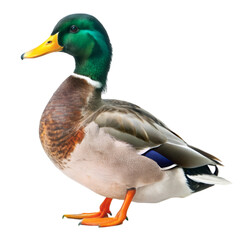 Obraz premium Mallard duck isolated on transparent background