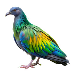 Fototapeta premium Nicobar pigeon isolated on transparent background