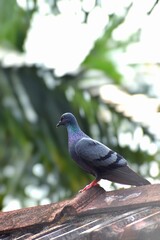 pigeon on a rooftop 