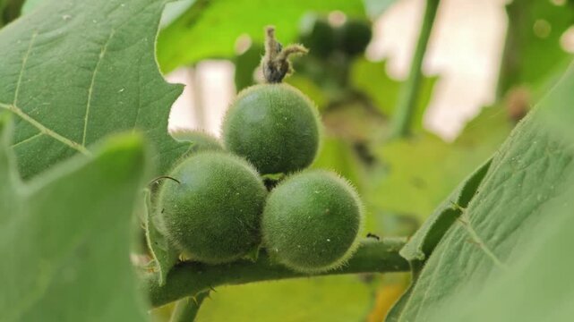 Solanum ferox 