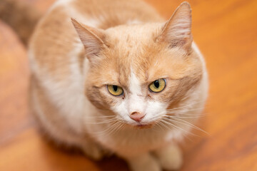 Cat with unique coloring sitting on wooden floor looking curiously at camera