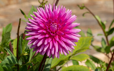 detail of a pink cactus dahlia flower (Pretty in Pink dahlia) in a garden with blurred background