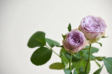 Fototapeta premium 紫の薔薇