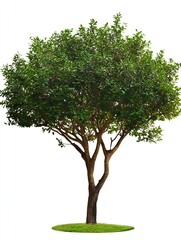 Obraz premium Isolated green leafy tree with lush foliage on white background for nature and environmental projects : Generative AI