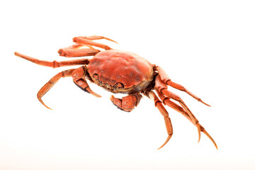 Hairy crab, Chinese delicacy