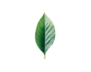 Single Leaf, Green and Variegated, Isolated On A White Background, PNG Transparent