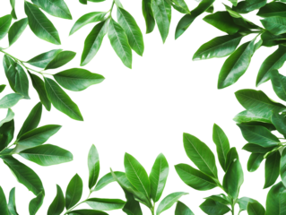 Green Leaf Border Isolated On A White Background, PNG Transparent