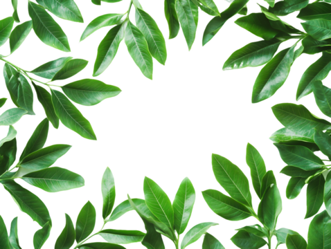 Green Leaf Border Isolated On A White Background, PNG Transparent