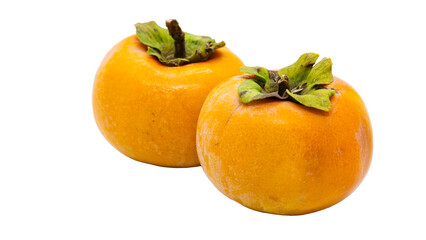 柿　採れたて　秋の味覚