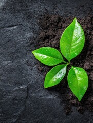 Green Leaves on Dark Soil Surface with Water Drops in Nature