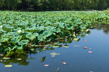 Lotus leaves at the Summer Palace Lake in Beijing, China