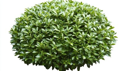 Obraz premium Lush Green Bush, Spherical Shrubbery, Vibrant Foliage, Detailed Texture, Isolated on White Background