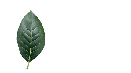Image of a Single Ovate Leaf Isolated On A White Background, PNG Transparent