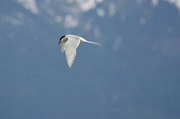Arctic Tern in flight, Haines Alaska USA
