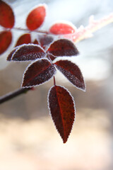 Frostige Rosenbl&auml;tter