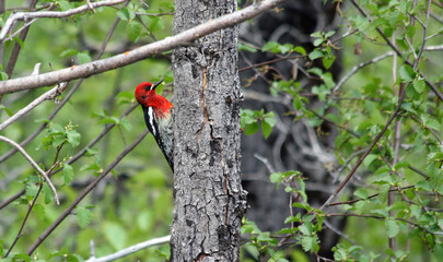Closeup of a Red-breasted Sapsucker, Haines Alaska USA
