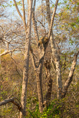 Monkeys climbing on a tree, rough bark texture and is surrounded by other trees and greenery