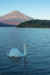 
Morning beauty of Mt. Fuji and Lake Yamanaka, the largest of the five lakes surrounding Mt. Fuji, during autumn foliage season, Yamanashi Prefecture, Japan